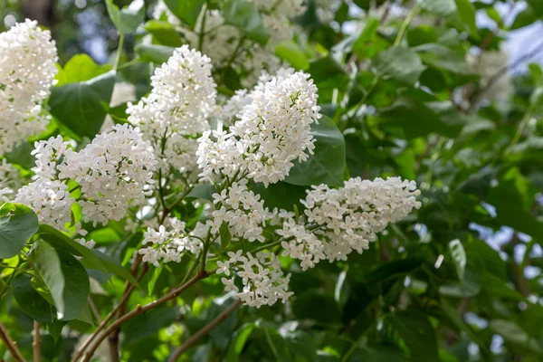 Leylak çiçekleri, bahar arkaplanı güneşli bahçede açan leylak çiçekleri, bahar gününde çiçek açan leylak çiçekleri. Çiçek manzarası     