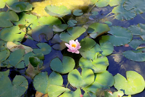 White water lily flower and pads on smooth pond surface — Stock Photo, Image