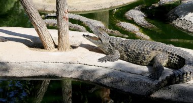 Timsah ait closeup fotoğraf