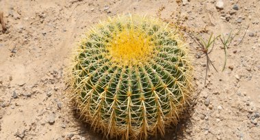 Namlu kaktüs portre