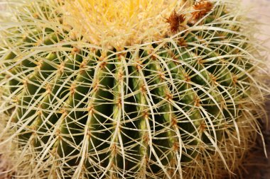 Namlu kaktüs portre