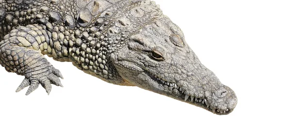 Uma foto de close-up de um crocodilo — Fotografia de Stock