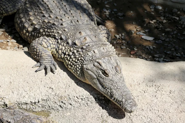 Uma foto de close-up de um crocodilo — Fotografia de Stock