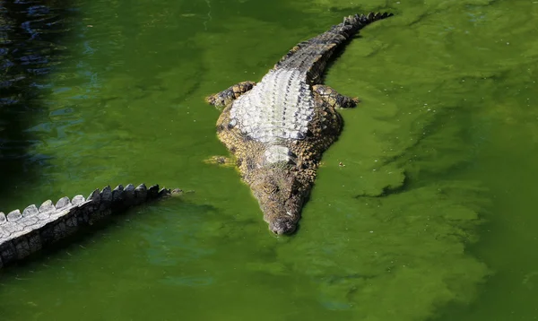 Uma foto de close-up de um crocodilo — Fotografia de Stock