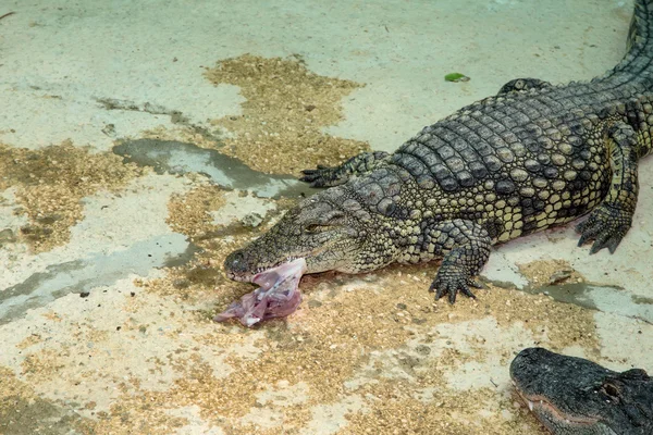 Zbliżenie zdjęcie krokodyla — Zdjęcie stockowe