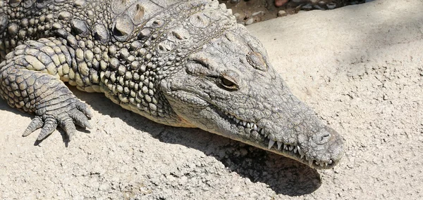 Une photo rapprochée d'un crocodile — Photo