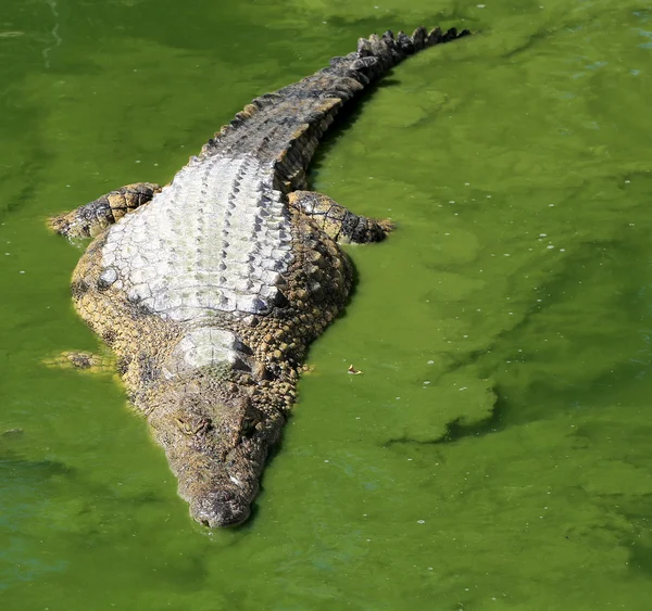 Uma foto de close-up de um crocodilo — Fotografia de Stock