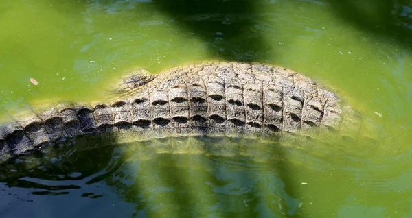 A Vértes fotó egy krokodil — Stock Fotó