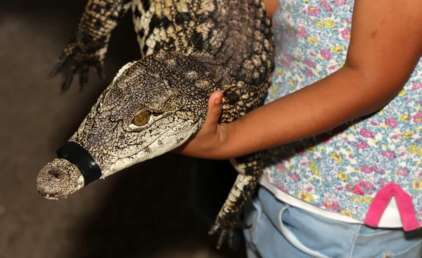 A closeup photo of a crocodile — Stock Photo, Image