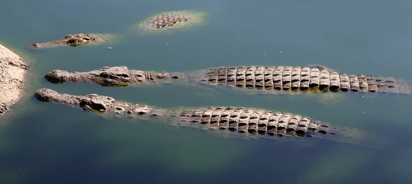 A Vértes fotó egy krokodil — Stock Fotó