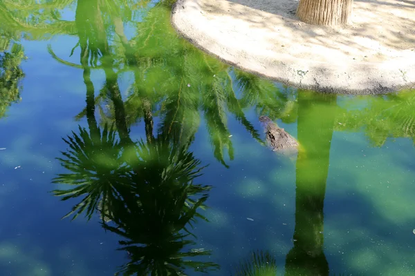 Ein Nahaufnahme-Foto eines Krokodils — Stockfoto