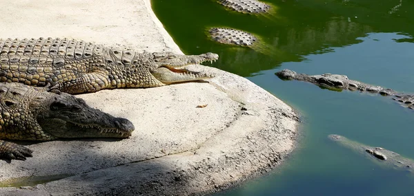 Uma foto de close-up de um crocodilo — Fotografia de Stock