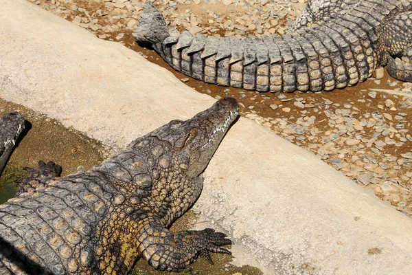 En närbild bild av en krokodil — Stockfoto