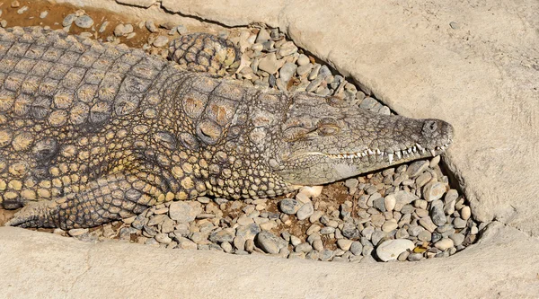 A closeup photo of a crocodile — Stock Photo, Image