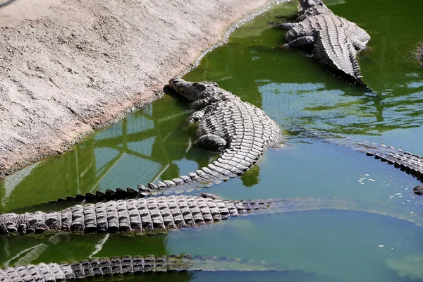 Uma foto de close-up de um crocodilo — Fotografia de Stock