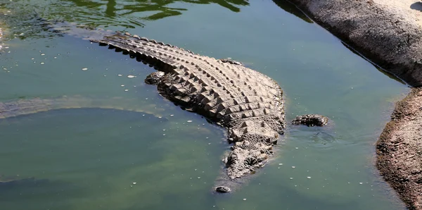 Uma foto de close-up de um crocodilo — Fotografia de Stock