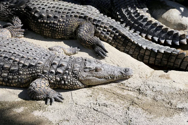 Une photo rapprochée d'un crocodile — Photo