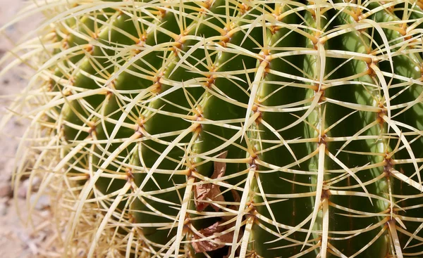 Closeup Barrel cactus — Stockfoto