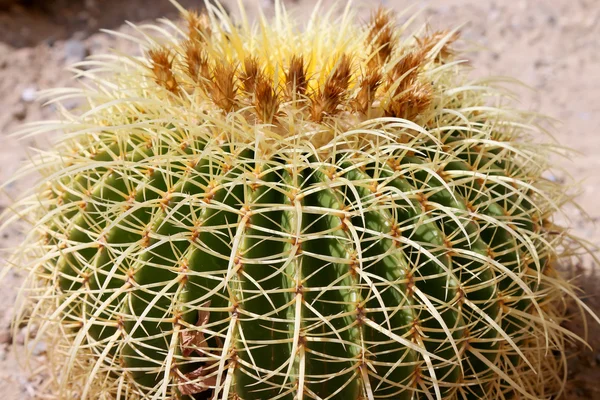 Closeup Barrel cactus — Stockfoto