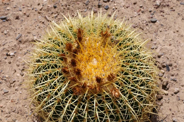 Closeup Barrel cactus — Stockfoto