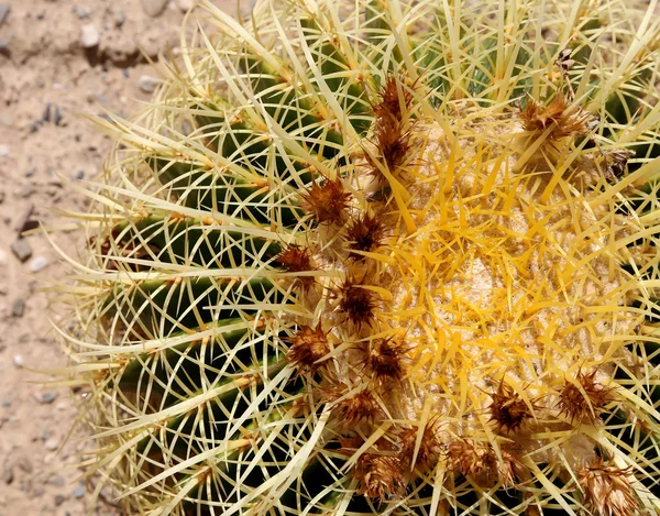 Cactus baril gros plan — Photo