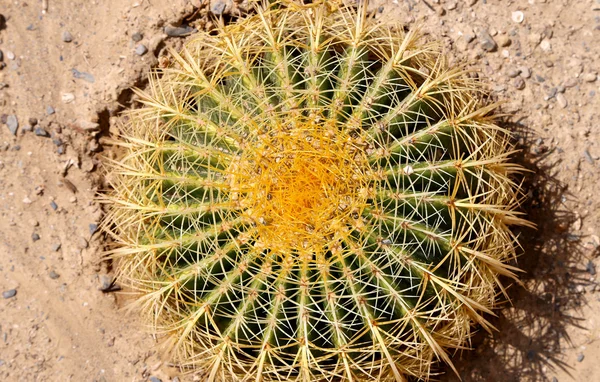 Closeup Barrel cactus — Stockfoto