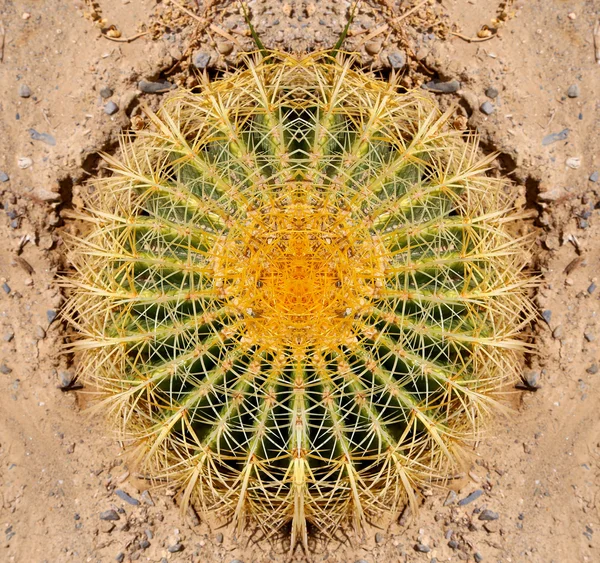 Closeup Barrel cactus — Stockfoto