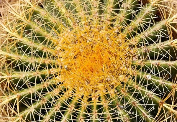 Closeup Barrel cactus — Stockfoto