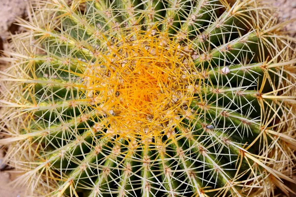 Barrel Cactus closeup — Stock Photo, Image