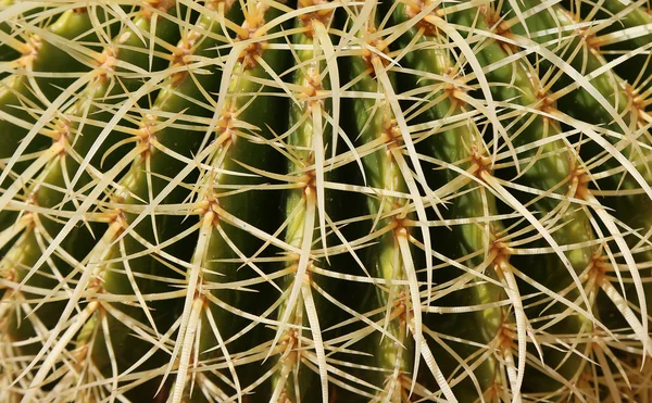 Closeup Barrel cactus — Stockfoto