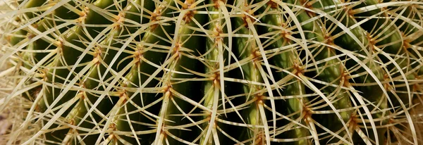 Closeup Barrel cactus — Stockfoto