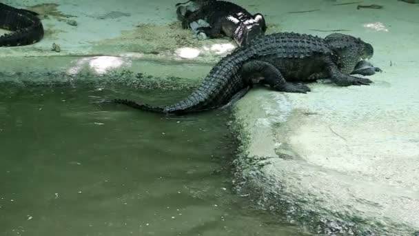 Scene with Big Crocodile — Stock Video