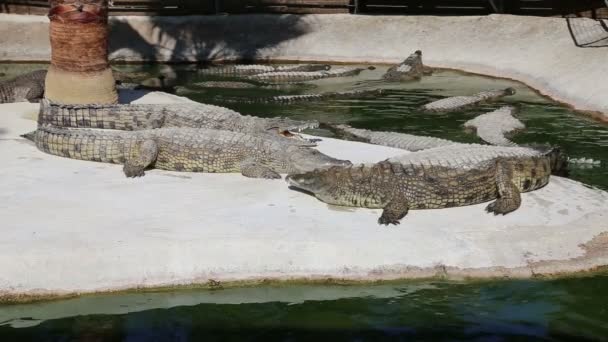 Scène avec un grand crocodile 