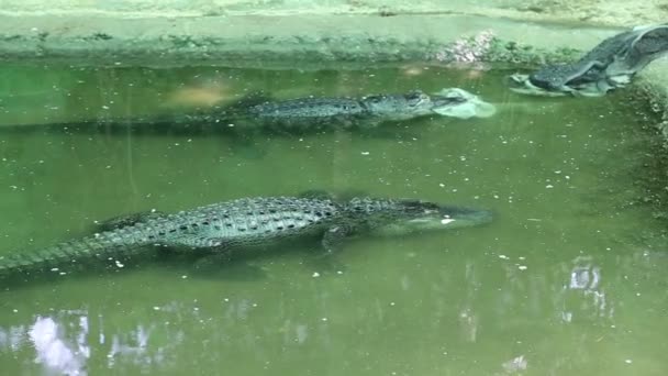 Scène avec un grand crocodile — Video