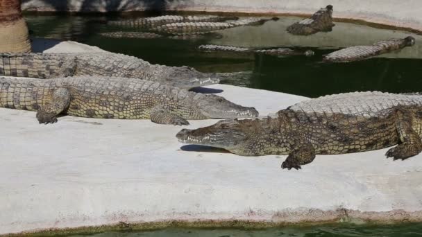 Scene with Big Crocodile — Stock Video