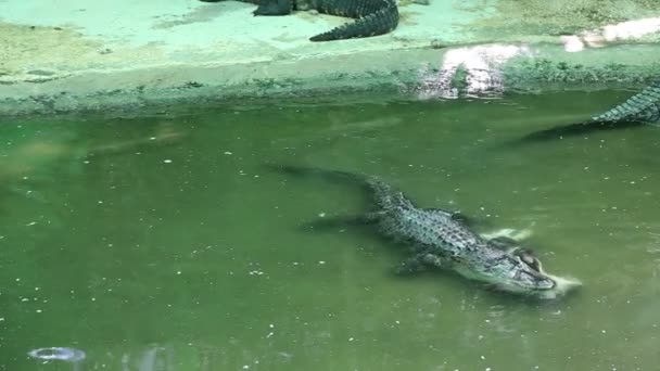 Scène avec un grand crocodile — Video