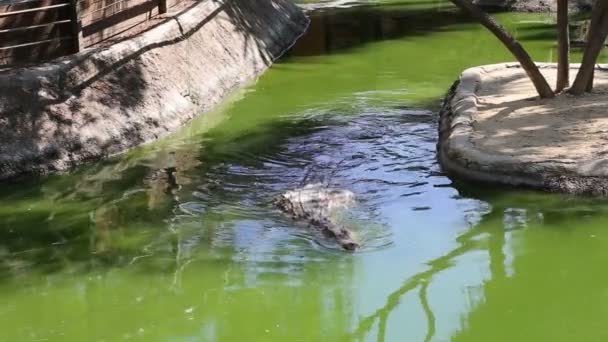 Scène avec un grand crocodile — Video