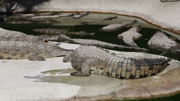Scène avec un grand crocodile 