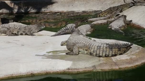 Scène avec un grand crocodile — Video