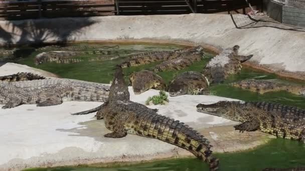 Scène avec un grand crocodile — Video