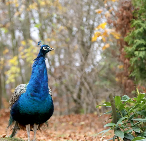 Eleganter flauschiger Pfau (pavo cristatus) — Stockfoto