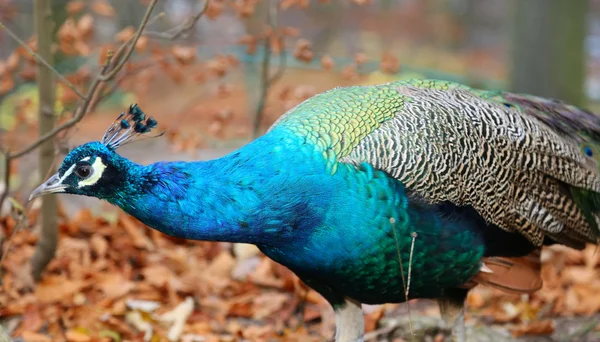 Eleganter flauschiger Pfau (pavo cristatus) — Stockfoto