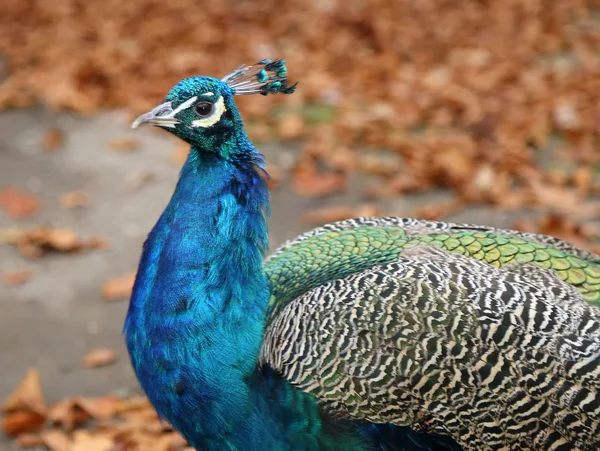 Eleganter flauschiger Pfau (pavo cristatus) — Stockfoto