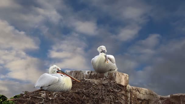 Famille de deux pélicans nichent au ciel bleu — Video