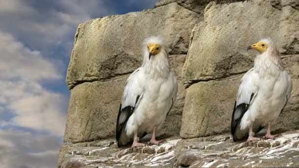 Vautour égyptien (Neophron percnopterus) — Video