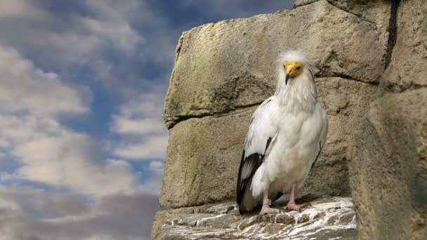 Egyptian Vulture (Neophron Percnopterus) — Stock Video