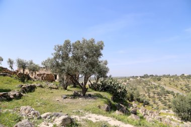 Roma kalıntıları um Birol (um qays)--gadara antik kent sitesi yakınındaki kuzey Ürdün'de bir şehir. Um qais jordan'ın en eşsiz Yunan Roma decapolis sitelerinden biridir