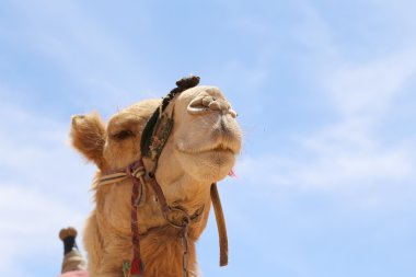 Wadi Rum çölde (olarak da bilinen The Valley ay) deve Güney Jordan kumtaşı ve granit kayaya 60 km doğuda Akabe kesilmiş bir vadi olan