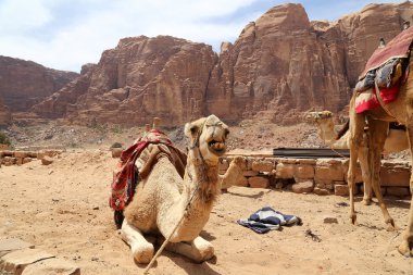 Wadi Rum çölde (olarak da bilinen The Valley ay) deve Güney Jordan kumtaşı ve granit kayaya 60 km doğuda Akabe kesilmiş bir vadi olan