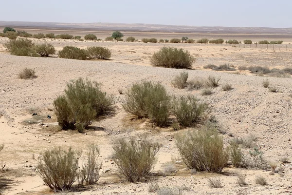 Deserto di pietra nel centro della Giordania, Medio Oriente — Foto Stock